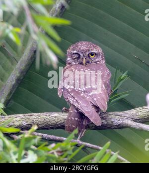 Fleckeule (Athene brama ) ist eine kleine Eule, die in tropischem Asien vom indischen Festland bis Südostasien züchtet. Stockfoto