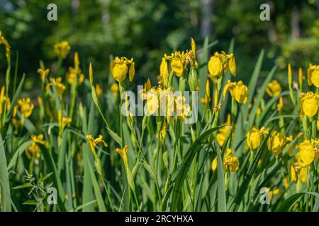 Die Gruppe der blühenden gelben Flagge Irisblende (Iris pseudacorus). Stockfoto