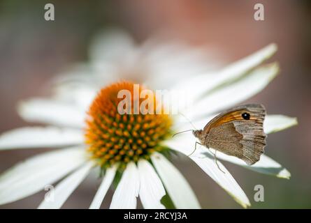 Taplow, Buckinghamshire, Großbritannien. 17. Juli 2023. Ein Brauner Schmetterling der Maniola jurtina Meadow liegt an der Gartengrenze des Cliveden National Trust. Butterfly Conservation ruft Menschen in ganz Großbritannien auf, an der diesjährigen Big Butterfly Count teilzunehmen, die gestern begann und bis zum 6. August läuft, um Wissenschaftlern zu helfen, die Auswirkungen des Klimawandels auf unsere beliebtesten Schmetterlinge zu verstehen. Die Rekordtemperaturen, Hitzewellen und Dürren im vergangenen Jahr haben dazu geführt, dass einige der Pflanzen, an denen sich Raupen ernähren, verdorben und sterben. Um Wissenschaftlern dabei zu helfen, die anhaltenden Auswirkungen dieses extremen Wetters zu entdecken Stockfoto