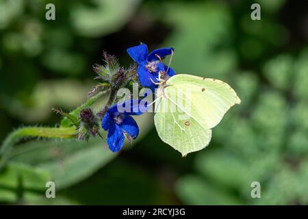 Taplow, Buckinghamshire, Großbritannien. 17. Juli 2023. Ein Gonepteryx rhamni Brimstone Butterfly in den National Trust Gardens am Cliveden fügt sich so gut ein, dass es wie ein Blatt aussieht. Butterfly Conservation ruft Menschen in ganz Großbritannien auf, an der diesjährigen Big Butterfly Count teilzunehmen, die gestern begann und bis zum 6. August läuft, um Wissenschaftlern zu helfen, die Auswirkungen des Klimawandels auf unsere beliebtesten Schmetterlinge zu verstehen. Die Rekordtemperaturen, Hitzewellen und Dürren im vergangenen Jahr haben dazu geführt, dass einige der Pflanzen, an denen sich Raupen ernähren, verdorben und sterben. Um Wissenschaftlern dabei zu helfen, die anhaltenden Auswirkungen dieses e zu entdecken Stockfoto