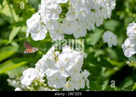 Taplow, Buckinghamshire, Großbritannien. 17. Juli 2023. Eine Hawk Hummingbird Motte, die Nektar aus weißen Phlox-Blumen in den National Trust Gardens at Cliveden sammelt. Butterfly Conservation ruft Menschen in ganz Großbritannien auf, an der diesjährigen Big Butterfly Count teilzunehmen, die gestern begann und bis zum 6. August läuft, um Wissenschaftlern zu helfen, die Auswirkungen des Klimawandels auf unsere beliebtesten Schmetterlinge zu verstehen. Die Rekordtemperaturen, Hitzewellen und Dürren im vergangenen Jahr haben dazu geführt, dass einige der Pflanzen, an denen sich Raupen ernähren, verdorben und sterben. Damit Wissenschaftler die anhaltenden Auswirkungen dieses extremen Wetters entdecken können Stockfoto