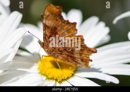 Taplow, Buckinghamshire, Großbritannien. 17. Juli 2023. Ein Polygonia c-Album Comm Butterfly liegt an einer Gartengrenze im Cliveden National Trust Garden. Butterfly Conservation ruft Menschen in ganz Großbritannien auf, an der diesjährigen Big Butterfly Count teilzunehmen, die gestern begann und bis zum 6. August läuft, um Wissenschaftlern zu helfen, die Auswirkungen des Klimawandels auf unsere beliebtesten Schmetterlinge zu verstehen. Die Rekordtemperaturen, Hitzewellen und Dürren im vergangenen Jahr haben dazu geführt, dass einige der Pflanzen, an denen sich Raupen ernähren, verdorben und sterben. Um Wissenschaftlern dabei zu helfen, die anhaltenden Auswirkungen dieses extremen Wetters zu entdecken Stockfoto