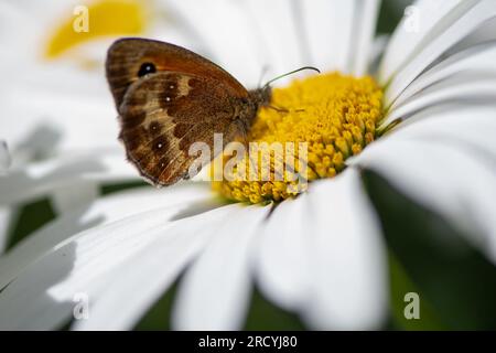 Taplow, Buckinghamshire, Großbritannien. 17. Juli 2023. Ein Brauner Schmetterling der Maniola jurtina Meadow liegt an der Gartengrenze des Cliveden National Trust. Butterfly Conservation ruft Menschen in ganz Großbritannien auf, an der diesjährigen Big Butterfly Count teilzunehmen, die gestern begann und bis zum 6. August läuft, um Wissenschaftlern zu helfen, die Auswirkungen des Klimawandels auf unsere beliebtesten Schmetterlinge zu verstehen. Die Rekordtemperaturen, Hitzewellen und Dürren im vergangenen Jahr haben dazu geführt, dass einige der Pflanzen, an denen sich Raupen ernähren, verdorben und sterben. Um Wissenschaftlern dabei zu helfen, die anhaltenden Auswirkungen dieses extremen Wetters zu entdecken Stockfoto