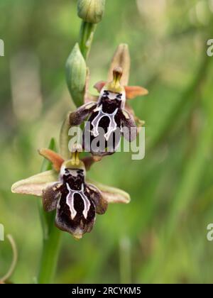 Spruner's Ophrys (Ophrys spruneri) in Flower, Plakias, Kreta, Griechenland, April, Stockfoto