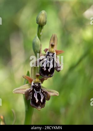 Spruner's Ophrys (Ophrys spruneri) in Flower, Plakias, Kreta, Griechenland, April, Stockfoto