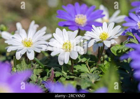 Gruppe weißer Balkanwindblumen (Anemone blanda). Stockfoto