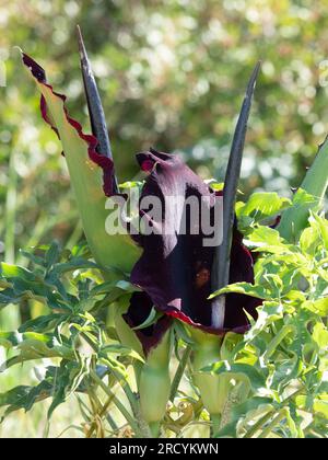 Drachenarum in Blume (Dracunculus vulgaris), Halbinsel Akrotiri, Kreta, Griechenland Stockfoto