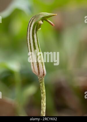 Friar's Cowl oder Larus (Arisarum vulgare) Kreta, Griechenland, April Stockfoto