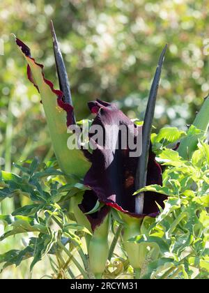 Drachenarum in Blume (Dracunculus vulgaris), Halbinsel Akrotiri, Kreta, Griechenland Stockfoto