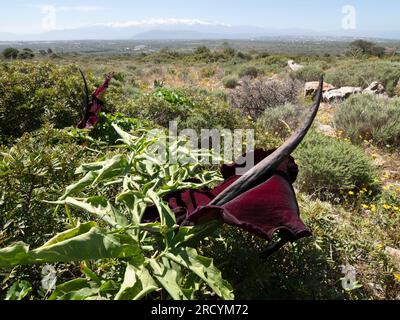 Drachenarum in Blume (Dracunculus vulgaris), Halbinsel Akrotiri, Kreta, Griechenland Stockfoto