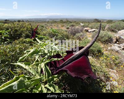 Drachenarum in Blume (Dracunculus vulgaris), Halbinsel Akrotiri, Kreta, Griechenland Stockfoto