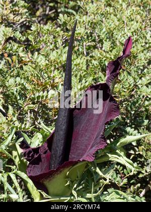 Drachenarum in Blume (Dracunculus vulgaris), Halbinsel Akrotiri, Kreta, Griechenland Stockfoto