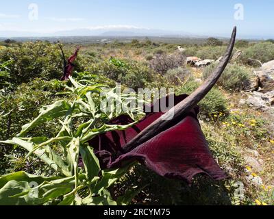 Drachenarum in Blume (Dracunculus vulgaris), Halbinsel Akrotiri, Kreta, Griechenland Stockfoto