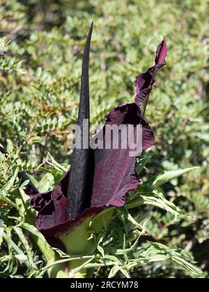 Drachenarum in Blume (Dracunculus vulgaris), Halbinsel Akrotiri, Kreta, Griechenland Stockfoto