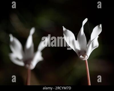 Cretan Sowbread (Cyclamen creticum) St Antonios Gorge, nahe Patsos, Kreta, Griechenland Stockfoto