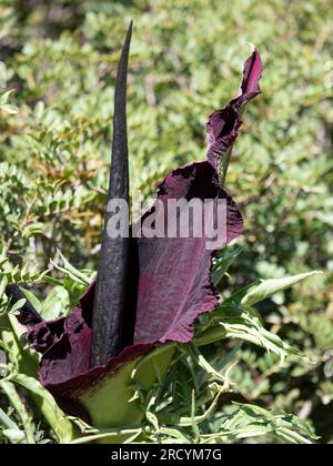 Drachenarum in Blume (Dracunculus vulgaris), Halbinsel Akrotiri, Kreta, Griechenland Stockfoto