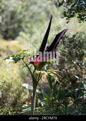 Drachenarum in Blume (Dracunculus vulgaris), Halbinsel Akrotiri, Kreta, Griechenland Stockfoto