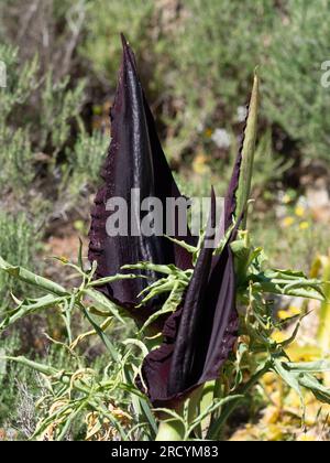 Drachenarum in Blume (Dracunculus vulgaris), Halbinsel Akrotiri, Kreta, Griechenland Stockfoto