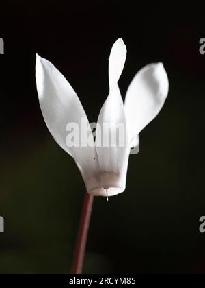 Cretan Sowbread (Cyclamen creticum) St Antonios Gorge, nahe Patsos, Kreta, Griechenland Stockfoto