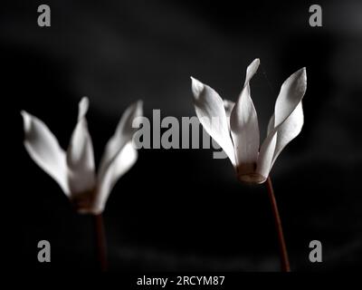 Cretan Sowbread (Cyclamen creticum) St Antonios Gorge, nahe Patsos, Kreta, Griechenland Stockfoto