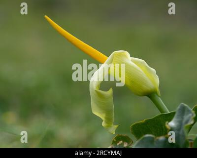 Yellow Cretan Arum (Arum creticum), Kotsifou Gorge, Kreta, Griechenland Stockfoto