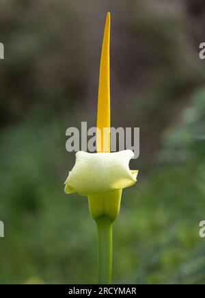 Yellow Cretan Arum (Arum creticum), Kotsifou Gorge, Kreta, Griechenland Stockfoto