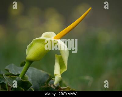 Yellow Cretan Arum (Arum creticum), Kotsifou Gorge, Kreta, Griechenland Stockfoto