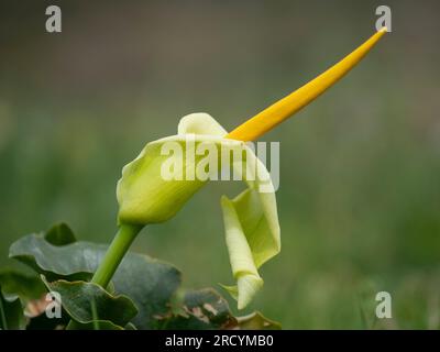 Yellow Cretan Arum (Arum creticum), Kotsifou Gorge, Kreta, Griechenland Stockfoto