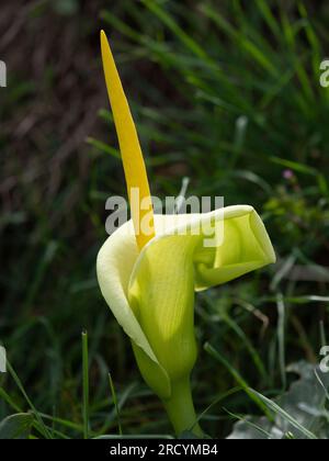 Yellow Cretan Arum (Arum creticum), Kotsifou Gorge, Kreta, Griechenland Stockfoto