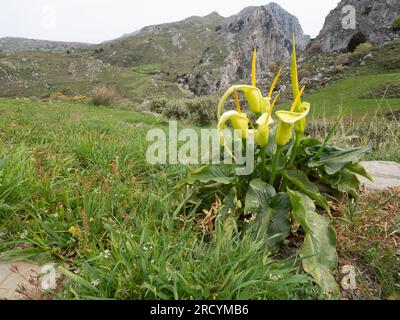 Yellow Cretan Arum (Arum creticum), Kotsifou Gorge, Kreta, Griechenland Stockfoto