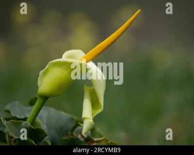 Yellow Cretan Arum (Arum creticum), Kotsifou Gorge, Kreta, Griechenland Stockfoto