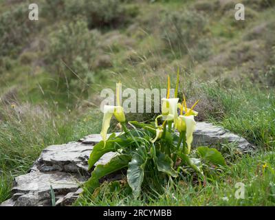 Yellow Cretan Arum (Arum creticum), Kotsifou Gorge, Kreta, Griechenland Stockfoto