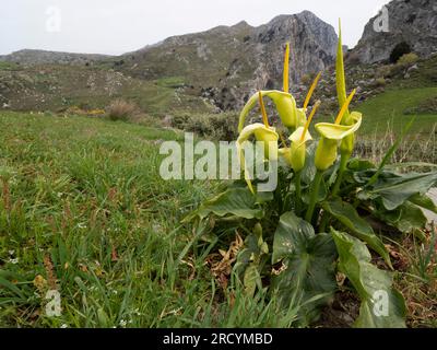 Yellow Cretan Arum (Arum creticum), Kotsifou Gorge, Kreta, Griechenland Stockfoto