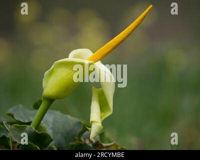 Yellow Cretan Arum (Arum creticum), Kotsifou Gorge, Kreta, Griechenland Stockfoto