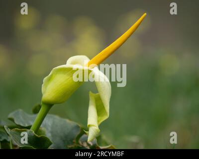 Yellow Cretan Arum (Arum creticum), Kotsifou Gorge, Kreta, Griechenland Stockfoto