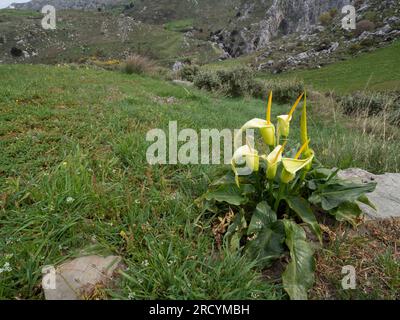 Yellow Cretan Arum (Arum creticum), Kotsifou Gorge, Kreta, Griechenland Stockfoto