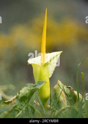 Yellow Cretan Arum (Arum creticum), Kotsifou Gorge, Kreta, Griechenland Stockfoto