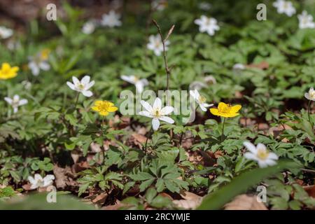 Gruppe weißer (Anemone nemorosa) und gelber (Anemone ranunculoides) Holzanemone, die in einem Wald zusammenwachsen. Stockfoto