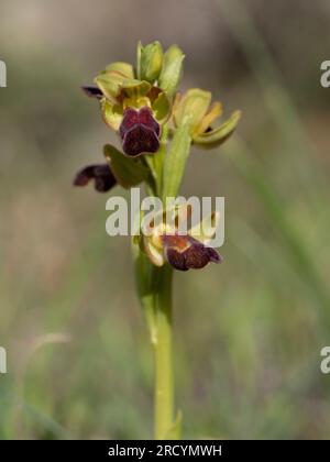 Sombre oder Dark Bee Orchid, (Ophrys fusca creticola), Gious Cambos, nahe Spili, Kreta, Griechenland Stockfoto