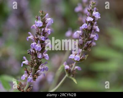 Griechischer Weiser, (Salvia fruticosa), Botanischer Park & Garten, Omalos, Kreta, Griechenland Stockfoto