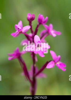 Four Spotted Orchid, (Orchis quadripunctata), Nr Spili, Kreta, Griechenland Stockfoto