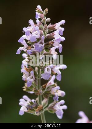 Griechischer Weiser, (Salvia fruticosa), Botanischer Park & Garten, Omalos, Kreta, Griechenland Stockfoto