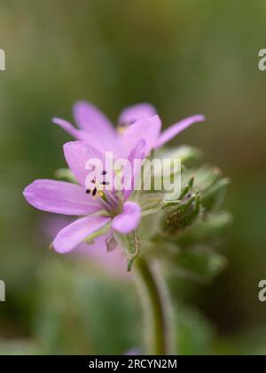 Gemeiner Schnabelstorch in Blume (Erodium cicutarium) in der Nähe von Phaestos, Kreta, Griechenland Stockfoto