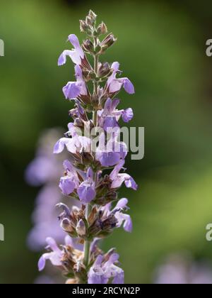 Griechischer Weiser, (Salvia fruticosa), Botanischer Park & Garten, Omalos, Kreta, Griechenland Stockfoto