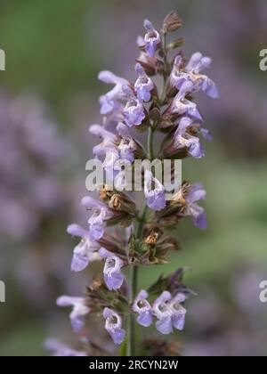 Griechischer Weiser, (Salvia fruticosa), Botanischer Park & Garten, Omalos, Kreta, Griechenland Stockfoto