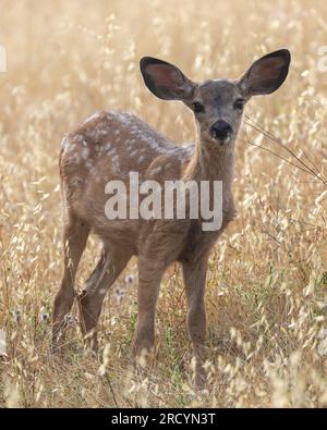 Weiß gesprenkeltes Schwarzschwanztier-Fawn. Edgewood Park and Natural Preserve, San Mateo County, Kalifornien, USA. Stockfoto