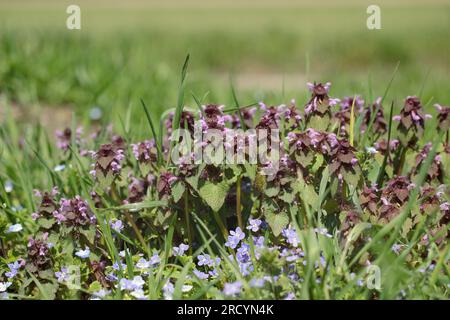 Die rote tote Brennnessel (Lamium purpureum), ein gewöhnliches Unkraut. Stockfoto