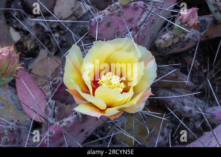 Opuntia macrocentra Purple Pricklypear in-Bloom. Arizona Cactus Garden in Palo Alto, Kalifornien. Stockfoto