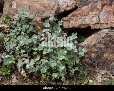 Cretan Dittany (Origanum dictamnus) Botanischer Park & Garten, Omalos, Kreta, Griechenland Stockfoto