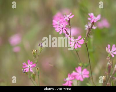 Rosa Schnappschlange (Silene colorata) Omalos Plateau, Kreta, Griechenland Stockfoto